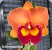 Rlc. Nakornchaisiri Orange